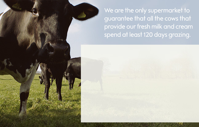 Waitrose & Partners is the only UK supermarket to guarantee that all our cows producing milk spend a minimum of 120 days a year grazing in fields