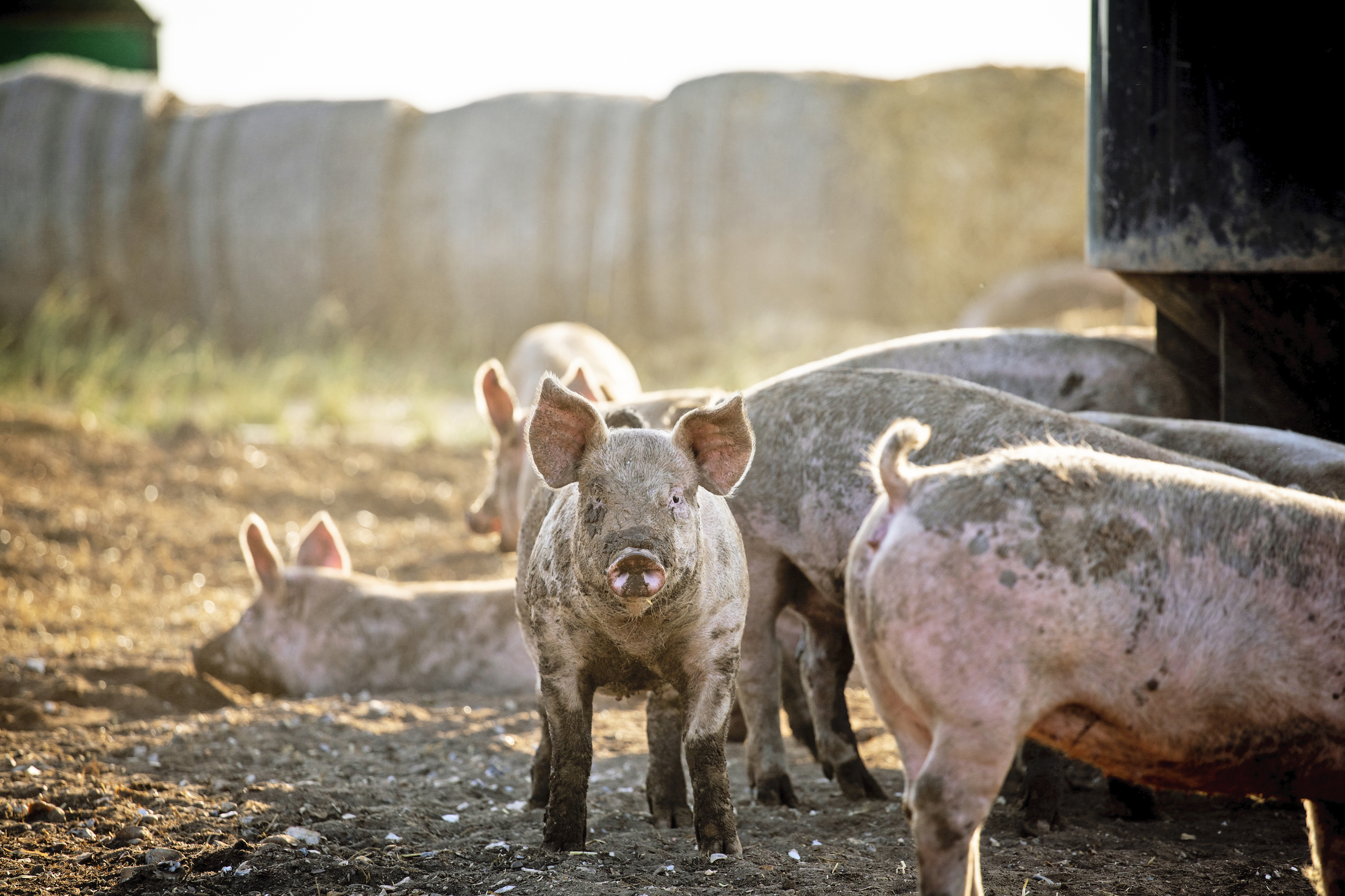 About our pork | Waitrose & Partners 