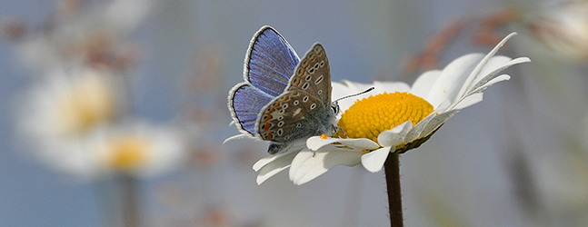 We’re working to protect pollinators