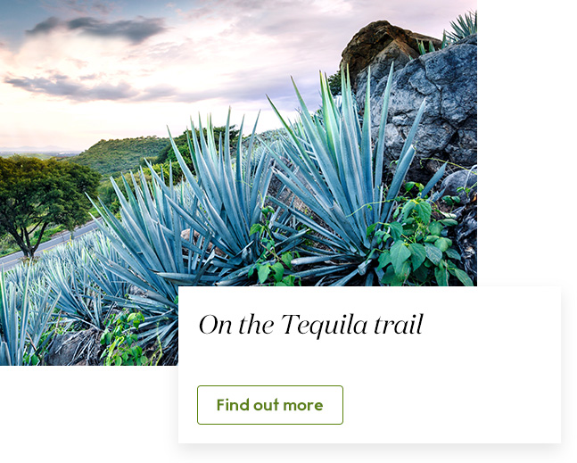 On the tequila trail