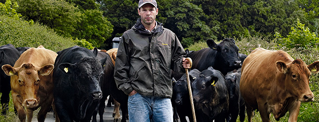best-british-beef-welfare-cows