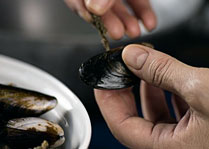 wr19-prepare-mussels2-209x149-1col