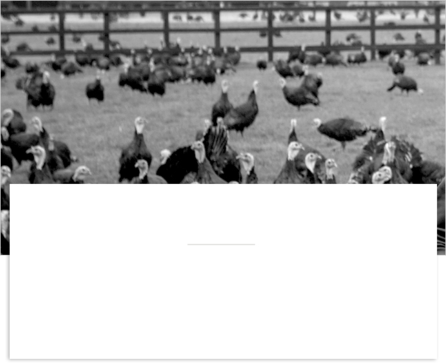 The life of our high welfare turkeys | Waitrose & Partners 